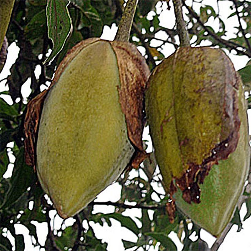 Brugmansia sanguinea (Harvest)