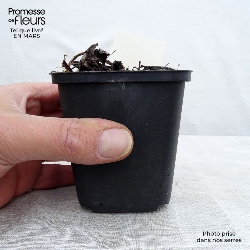 Spécimen de Brunnera Macrophylla Variegata - Myosotis du Caucase Godet de 8/9 cm tel que livré au printemps