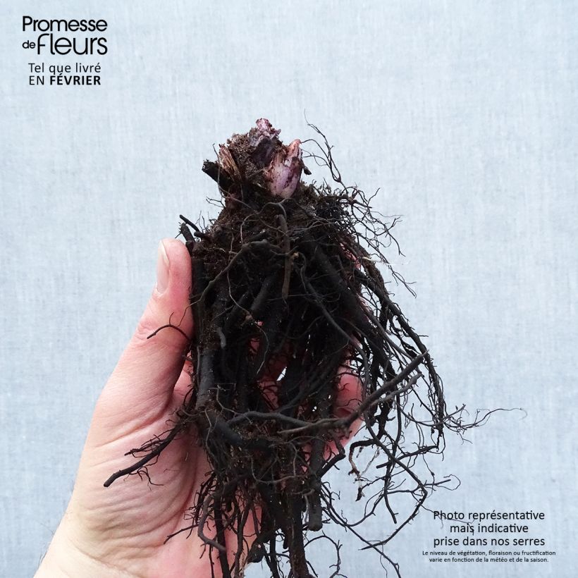 Spécimen de Brunnera macrophylla Alexander's Great - Myosotis du Caucase Racines nues, Qualité premium tel que livré en hiver