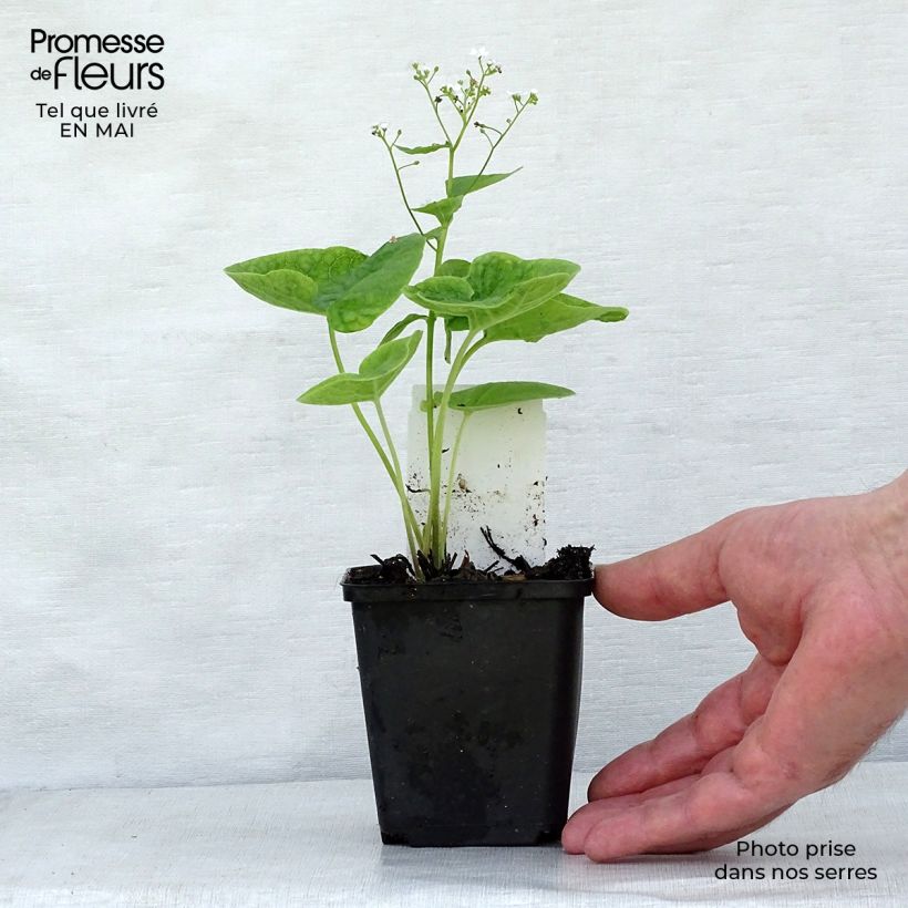 Spécimen de Brunnera macrophylla Betty Bowring - Myosotis du Caucase Godet de 8/9 cm tel que livré au printemps