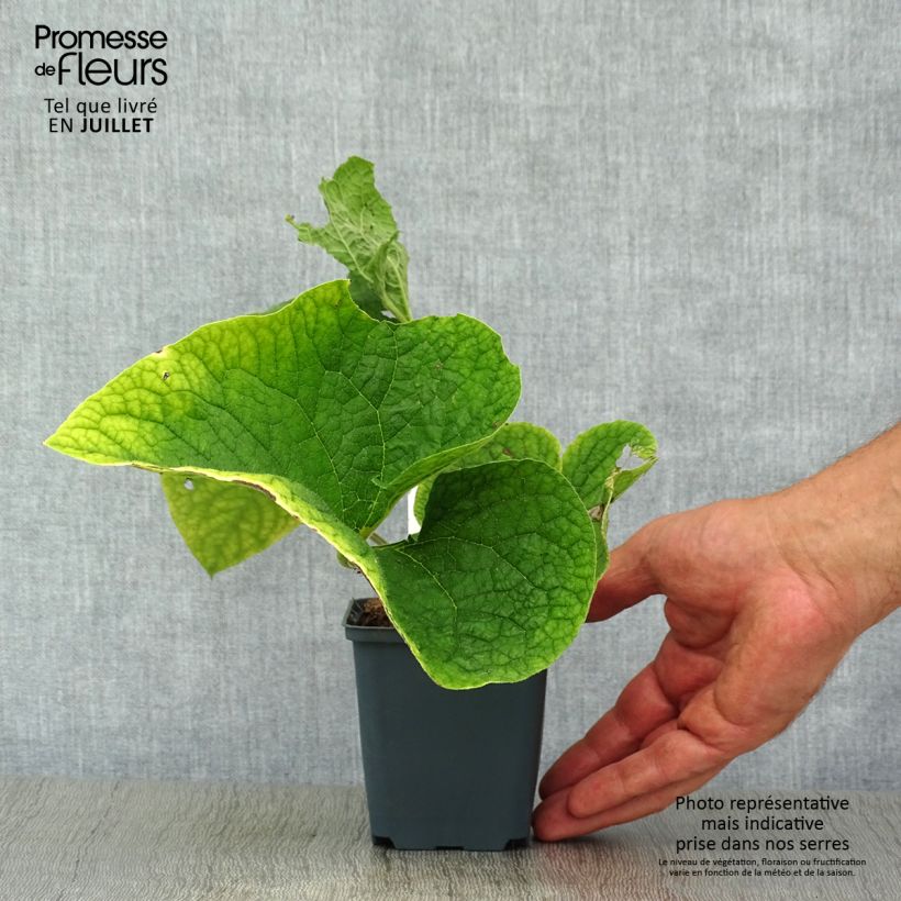 Spécimen de Brunnera macrophylla Betty Bowring - Myosotis du Caucase Godet de 8/9 cm tel que livré en été