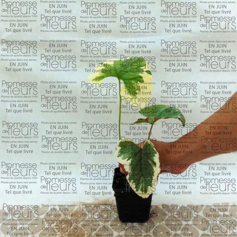 Exemple de spécimen de Brunnera macrophylla Dawson s White - Myosotis du Caucase Godet de 8/9 cm tel que livré