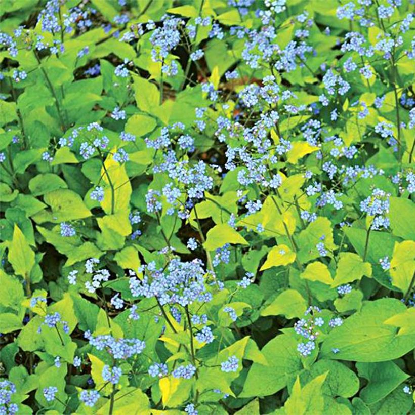 Brunnera macrophylla Diane's Gold - Myosotis du Caucase (Flowering)