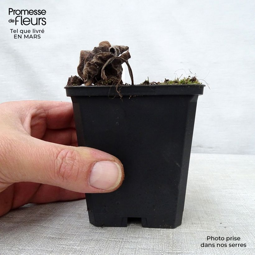 Spécimen de Brunnera macrophylla Emerald Mist - Myosotis Caucase Godet de 8/9 cm tel que livré au printemps