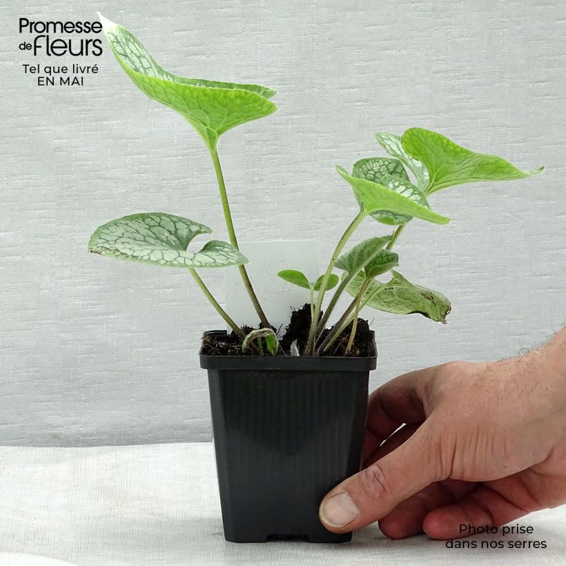 Spécimen de Brunnera macrophylla Jack Frost - Myosotis du Caucase Godet de 7/8 cm tel que livré au printemps