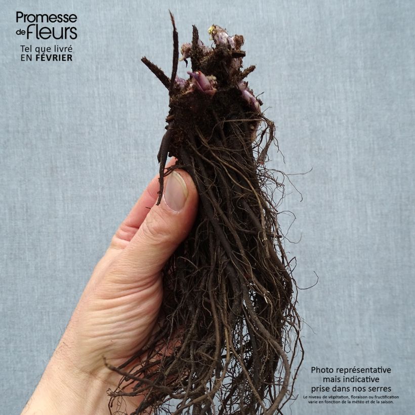 Spécimen de Brunnera macrophylla Jack Frost - Myosotis du Caucase Racines nues, Qualité premium tel que livré en hiver