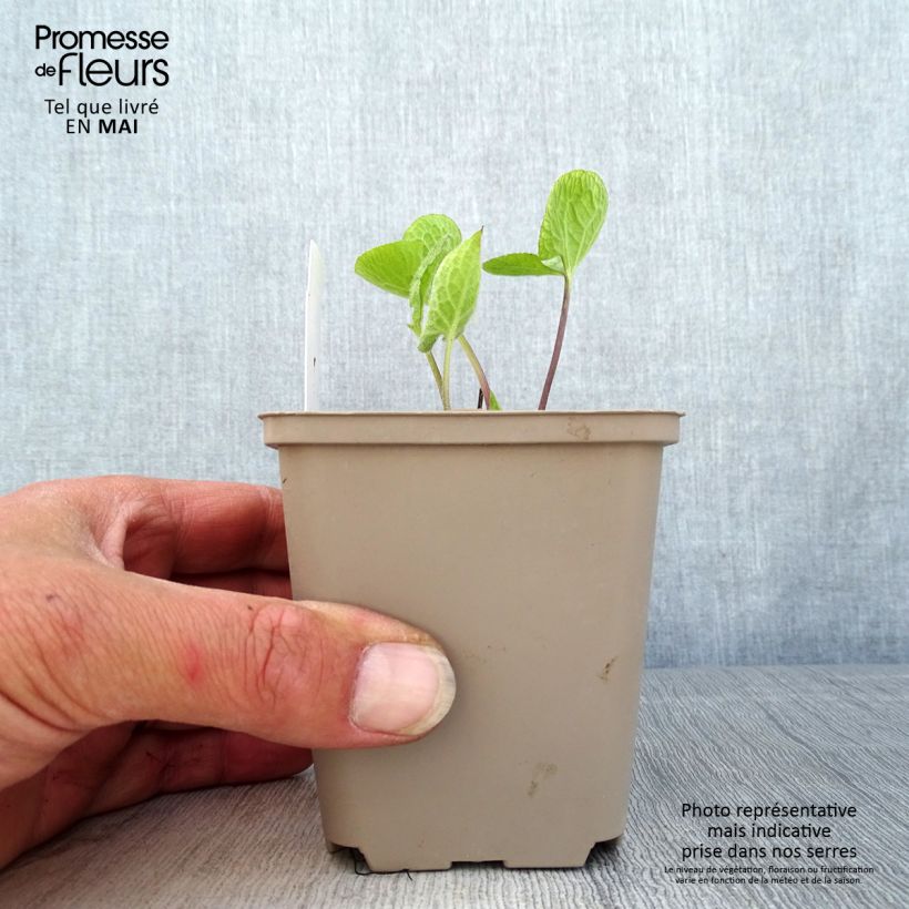 Spécimen de Brunnera macrophylla Jack of Diamonds - Myosotis du Caucase Godet de 8/9 cm tel que livré au printemps