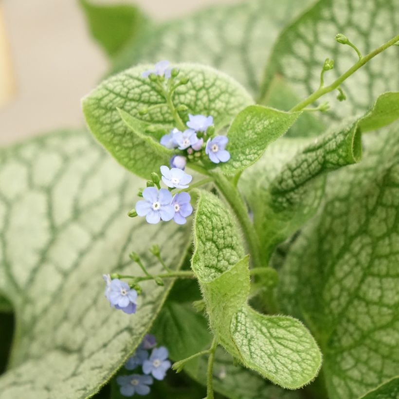 Brunnera macrophylla Jack of Diamonds - Myosotis du Caucase (Floraison)
