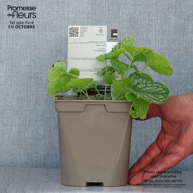 Spécimen de Brunnera macrophylla Mr Morse - Myosotis du Caucase Pot de 2L/3L tel que livré en automne