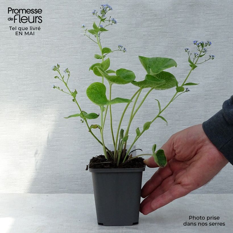 Spécimen de Brunnera macrophylla - Myosotis du Caucase Godet de 8/9 cm tel que livré au printemps
