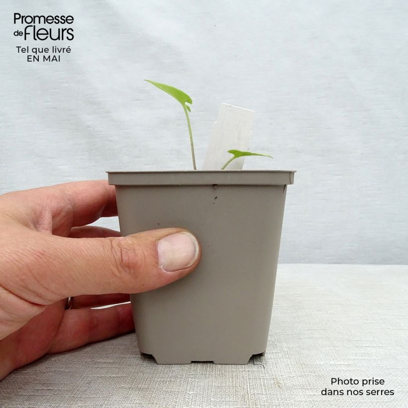 Spécimen de Brunnera macrophylla Silver Heart® - Myosotis du Caucase Godet de 8/9 cm tel que livré au printemps