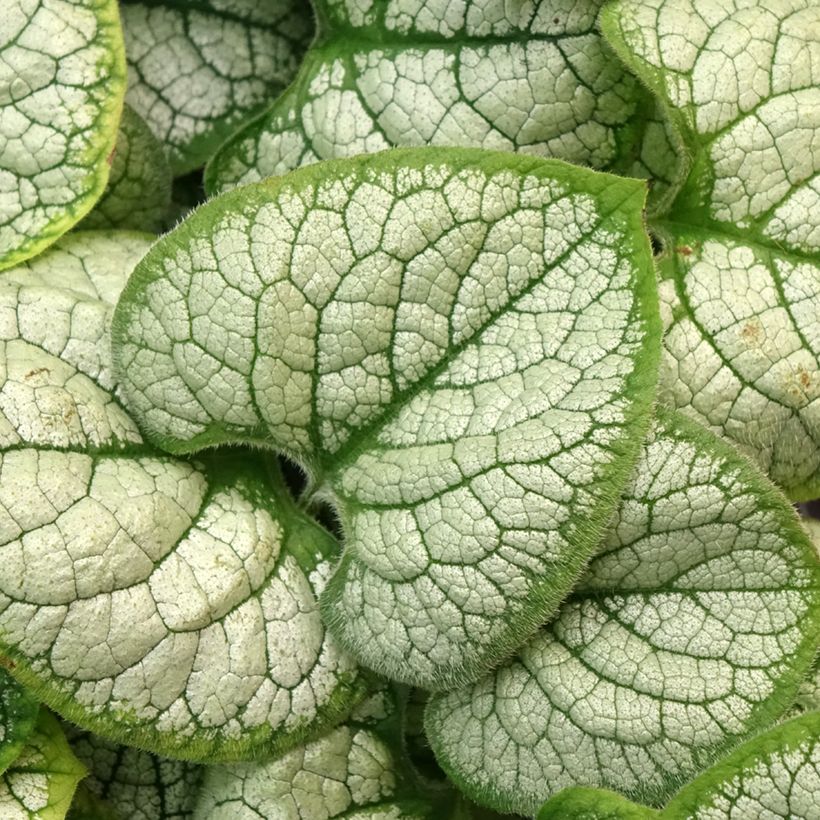 Brunnera macrophylla Silver Heart® - Myosotis du Caucase (Feuillage)