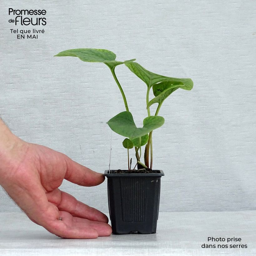 Spécimen de Brunnera sibirica - Myosotis du Caucase Godet de 8/9 cm tel que livré au printemps