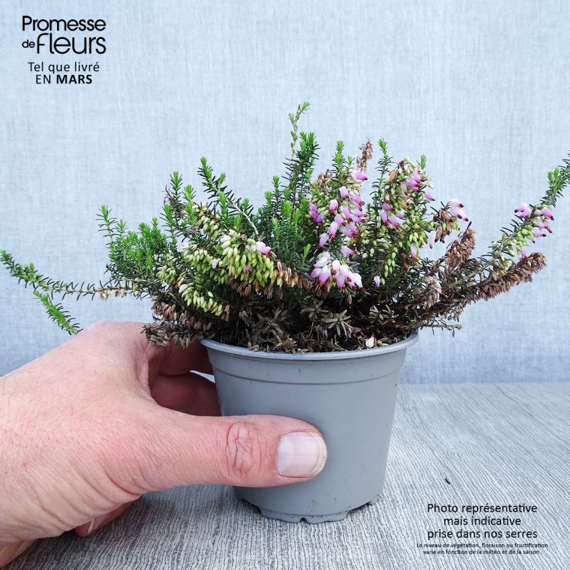 Example of Bruyère Carnea December Red, Erica Godet de 8/9 cm as you get in printemps