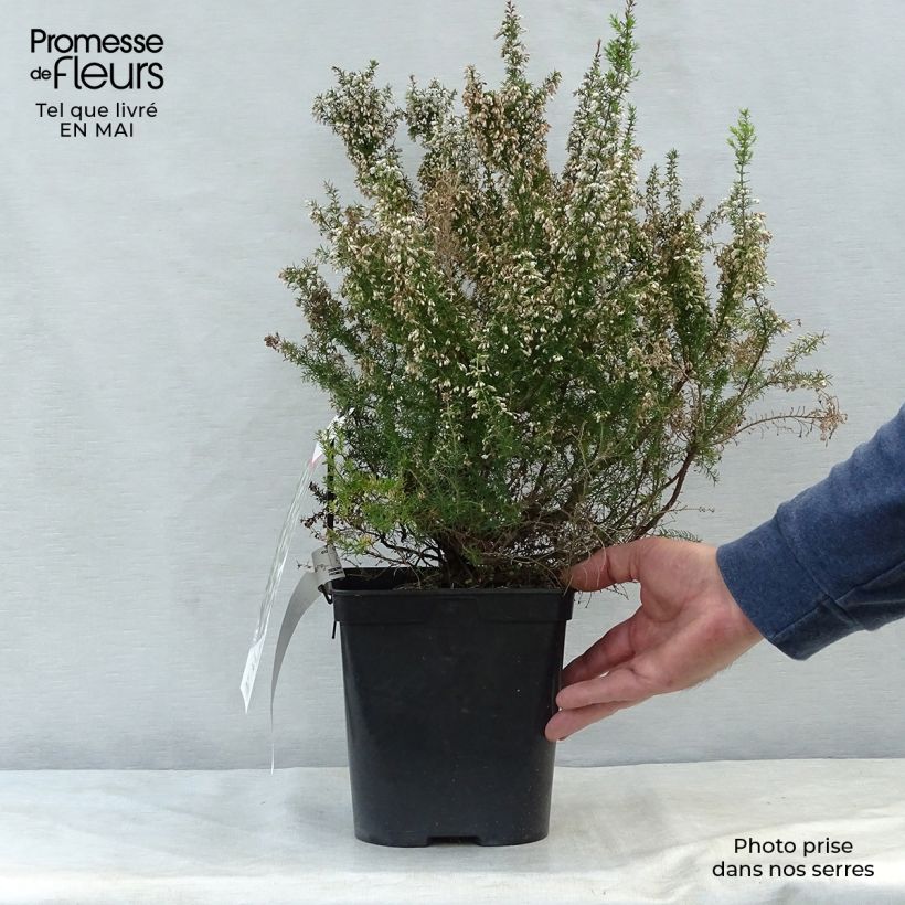 Example of Bruyère arborescente Pink Joy - Erica arborea Pot de 4L/5L as you get in printemps