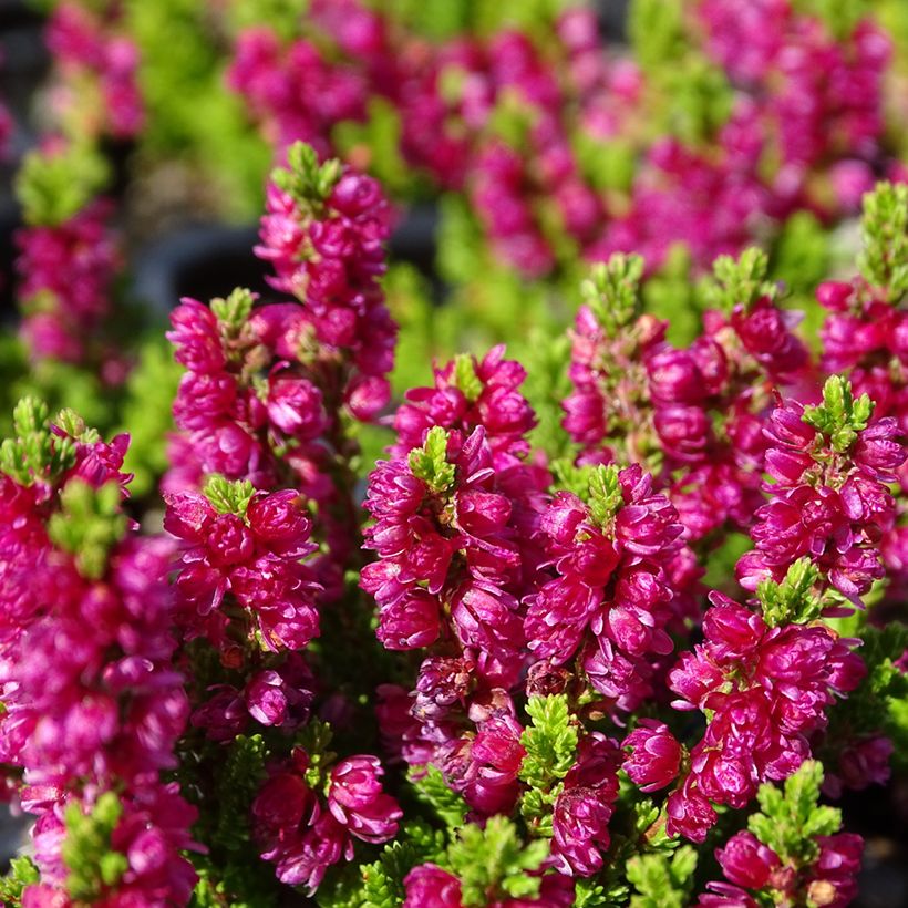 Bruyère d'été - Calluna vulgaris Dark Beauty (Floraison)
