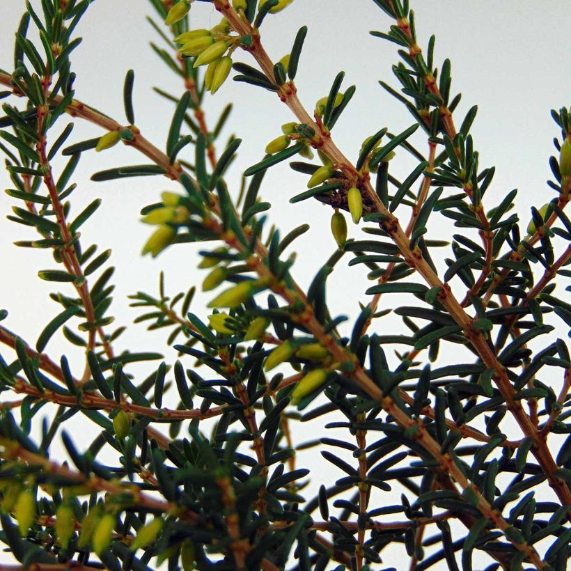 Bruyère d'hiver - Erica x darleyensis Silberschmelze (Foliage)
