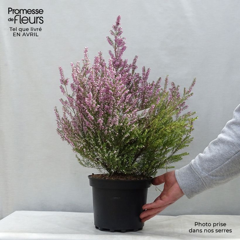 Spécimen de Bruyère de l'ouest - Erica mediterranea Pot de 3L/4L tel que livré au printemps
