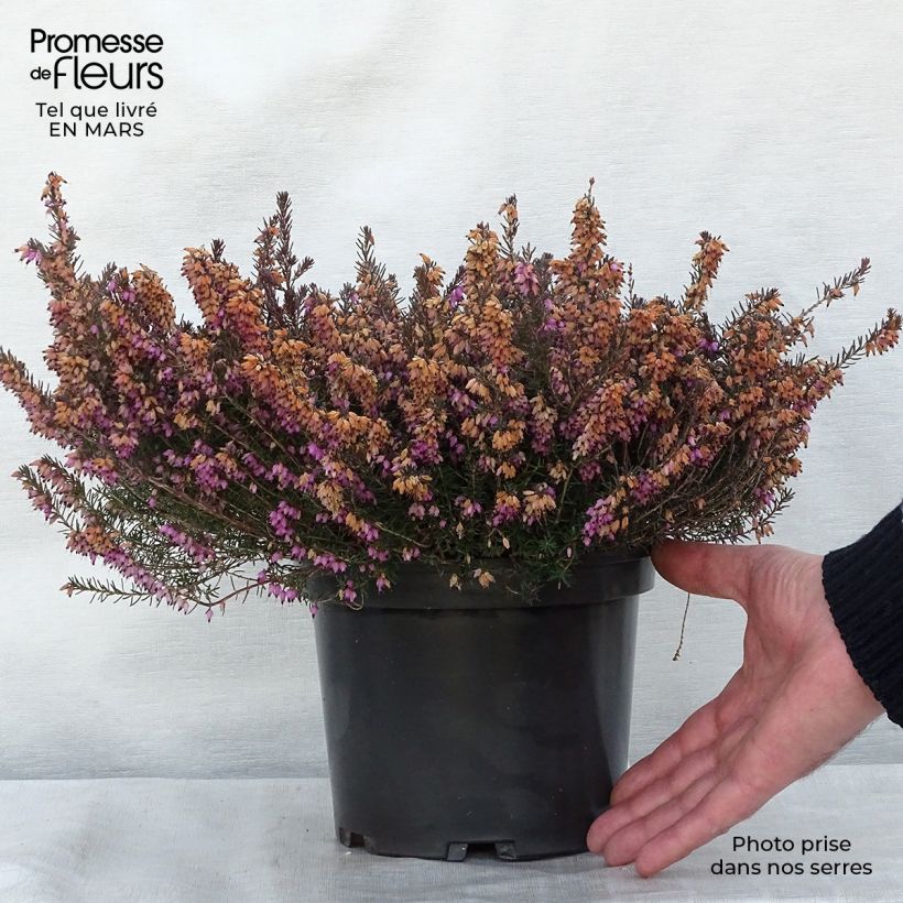 Example of Bruyère des neiges - Erica carnea Jenny Porter Pot de 2L/3L as you get in printemps