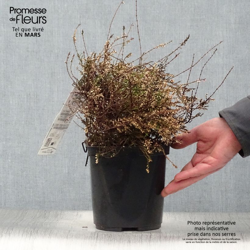 Example of Bruyère d'été - Calluna vulgaris Marleen  Pot de 2L/3L as you get in printemps