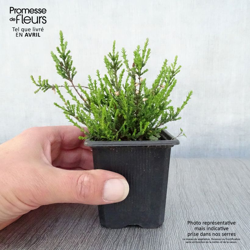 Example of Bruyère d'été - Calluna vulgaris Marlies Godet de 8/9 cm as you get in printemps