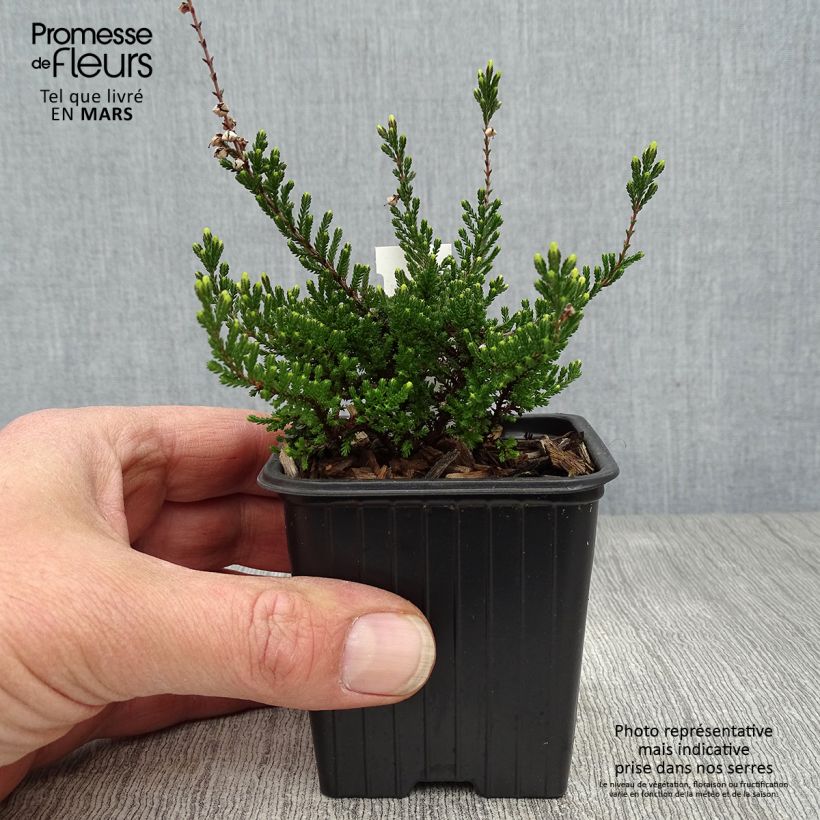 Spécimen de Bruyère d'été - Calluna vulgaris Spring Torch Godet de 8/9 cm tel que livré au printemps