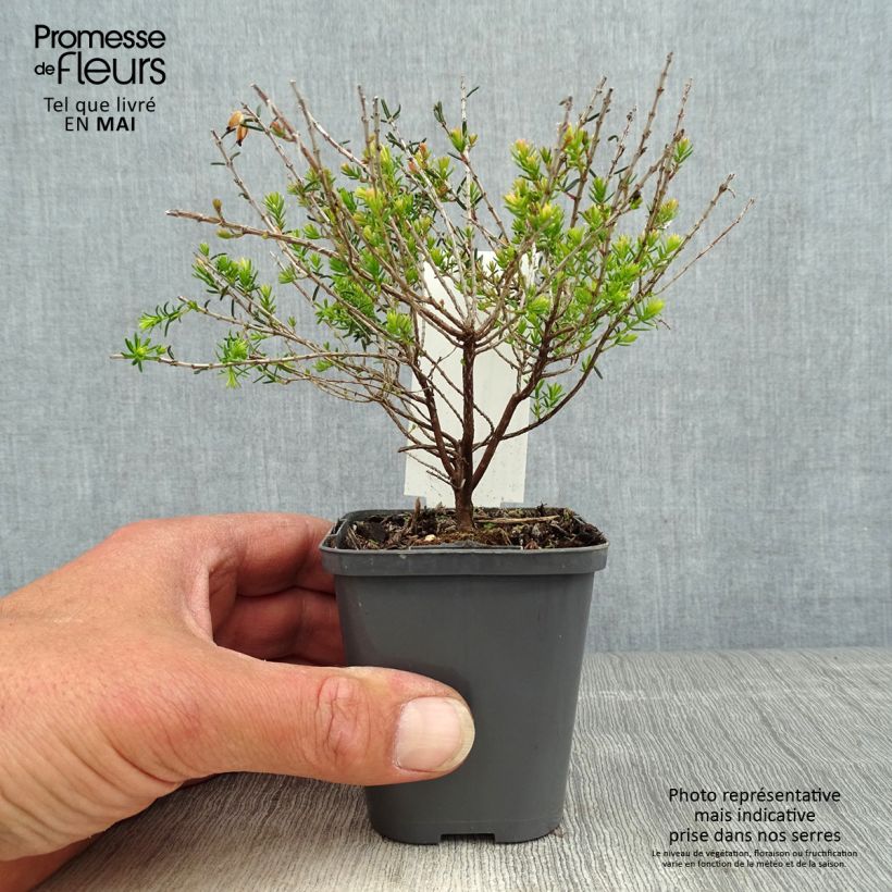 Spécimen de Bruyère d'hiver - Erica darleyensis Ghost Hills Godet de 8/9 cm tel que livré au printemps