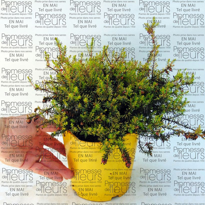 Example of Bruyère d'hiver Winter Belles Tylou - Erica x darleyensis Pot de 2L/3L as you get