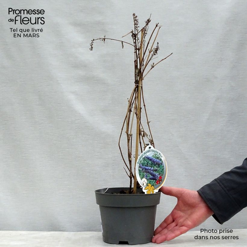 Spécimen de Buddleia Empire Blue - Arbre aux papillons Pot de 2L/3L tel que livré au printemps