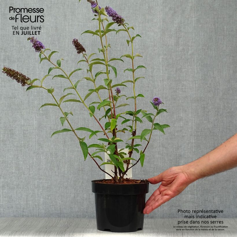 Spécimen de Buddleia Empire Blue - Arbre aux papillons Pot de 2L/3L tel que livré en été