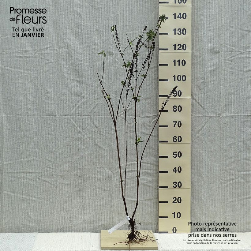 Spécimen de Buddleia Empire Blue - Arbre aux papillons Racines nues tel que livré en hiver