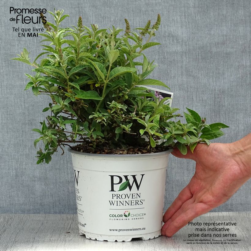 Spécimen de Buddleia Lilac Chip - Arbre aux papillons nain Pot de 2L/3L tel que livré au printemps