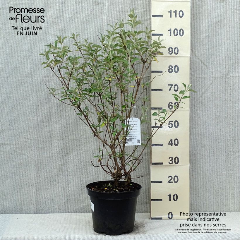 Spécimen de Buddleia Lochinch - Arbre aux papillons Pot de 7,5L/10L tel que livré au printemps