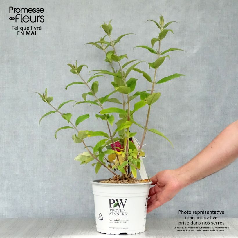 Spécimen de Buddleia Miss Ruby - Buddleia nain Pot de 3L/4L tel que livré au printemps