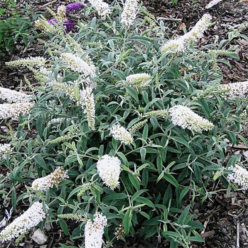 Buddleia davidii White Ball (Floraison)