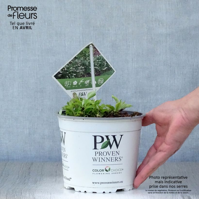 Spécimen de Buddleia White Chip  - Arbre aux papillons nain Pot de 2L/3L tel que livré au printemps