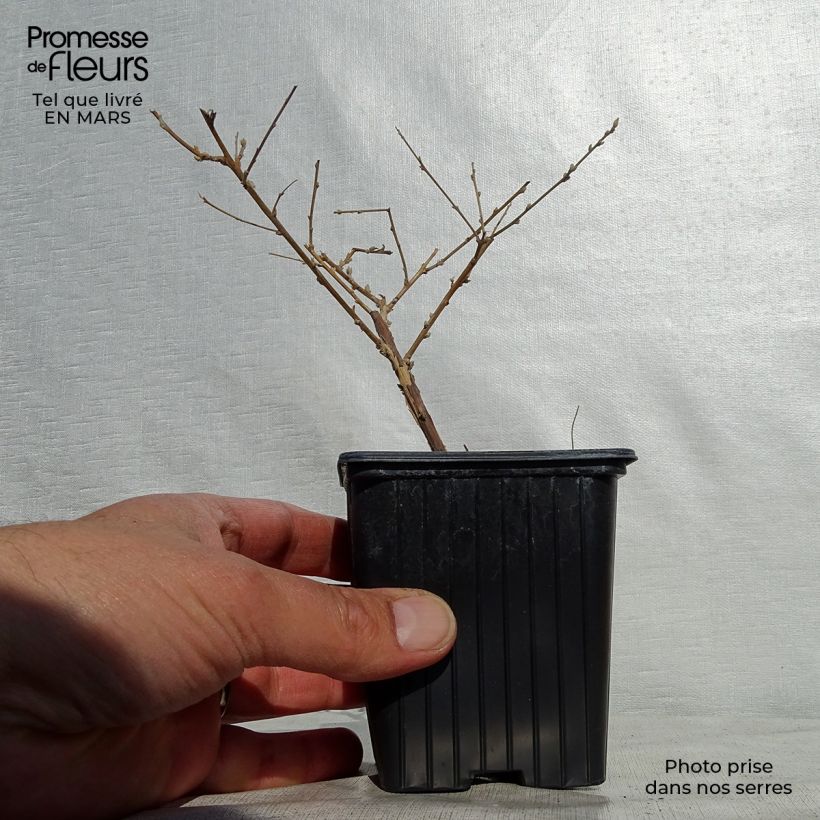 Example of Buddleia alternifolia - Arbre aux papillons Godet de 8/9 cm as you get in printemps