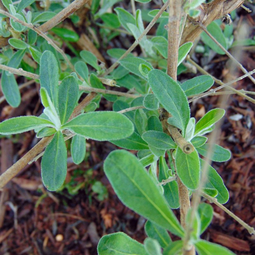 Buddleia alternifolia Unique - Arbre aux papillons nain (Foliage)