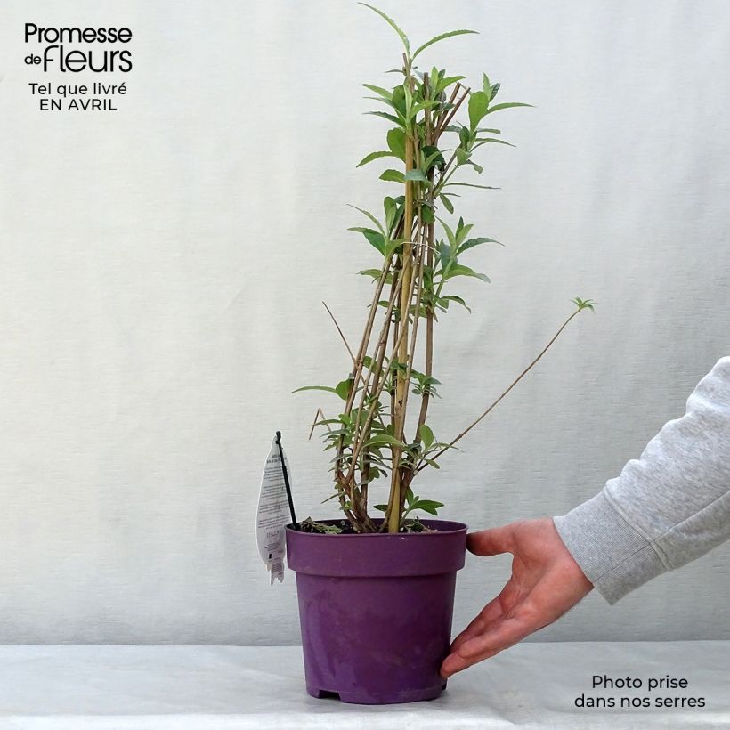 Spécimen de Buddleia davidii Berries and Cream Pot de 3L/4L tel que livré au printemps
