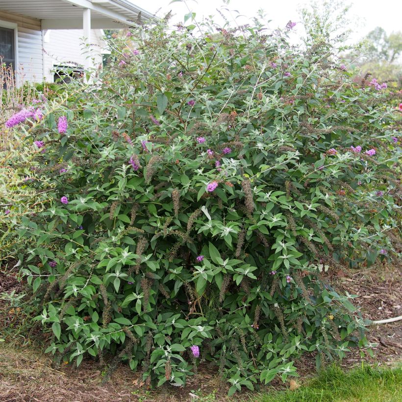 Buddleia Flower Power (Bicolor) - Arbre aux papillons (Foliage)