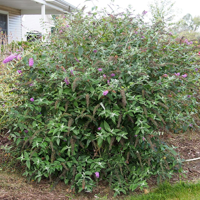 Buddleia Flower Power (Bicolor) - Arbre aux papillons (Plant habit)