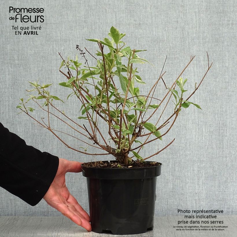 Spécimen de Buddleia davidii Harlequin - Arbre à papillons panaché Pot de 2L/3L tel que livré au printemps