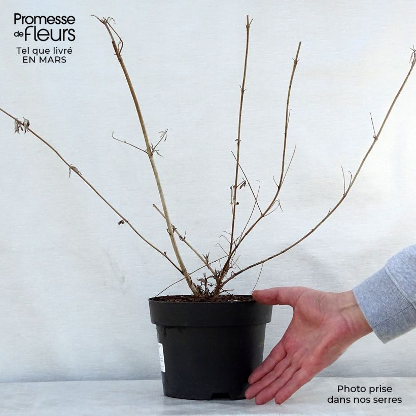 Spécimen de Buddleia davidii Nanho Purple - Arbre aux papillons nain Pot de 2L/3L tel que livré au printemps