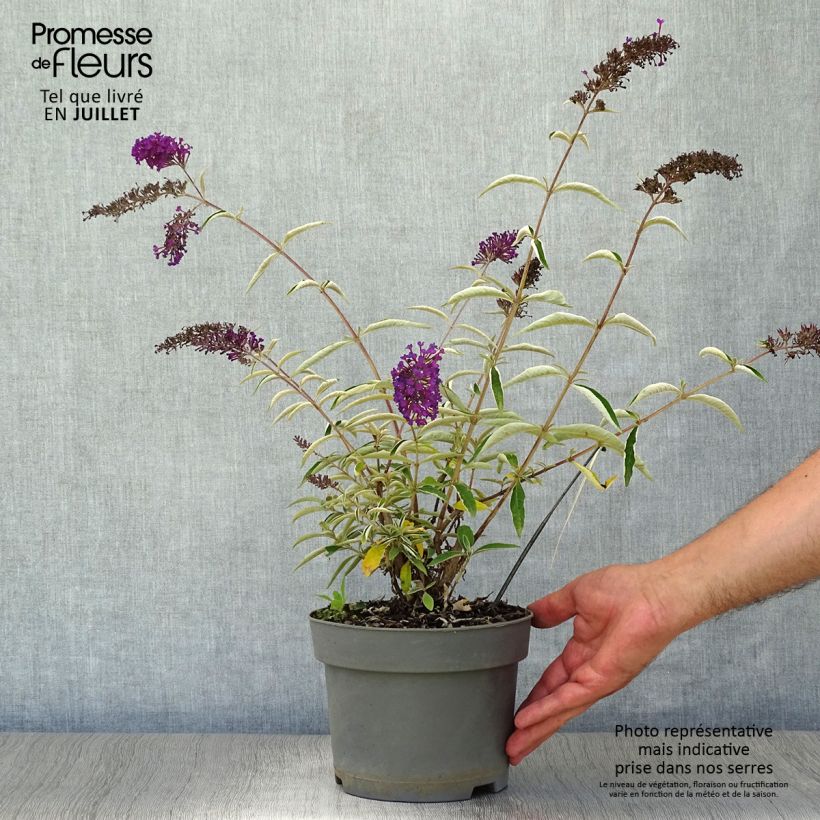 Spécimen de Buddleia davidii Nanho Purple - Arbre aux papillons nain Pot de 2L/3L tel que livré en été