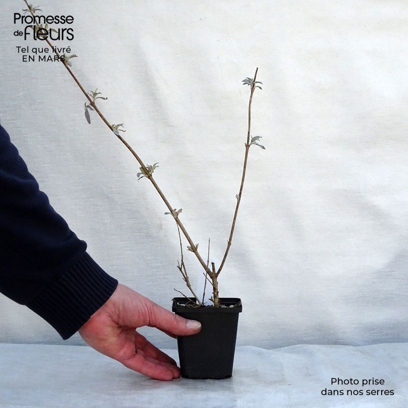 Spécimen de Buddleia davidii Pink Delight - Arbre aux papillons à fleurs rose vif Godet de 8/9 cm tel que livré au printemps