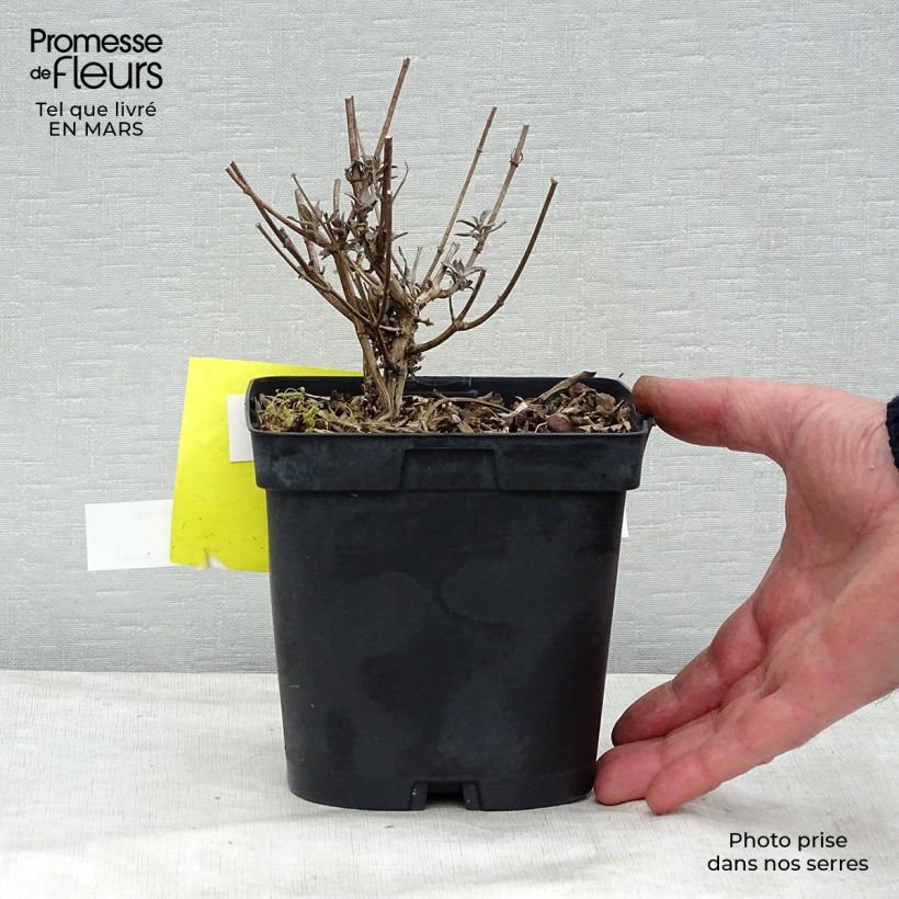 Spécimen de Buddleia davidii Prince Charming - Arbre aux papillons Pot de 2L/3L tel que livré au printemps