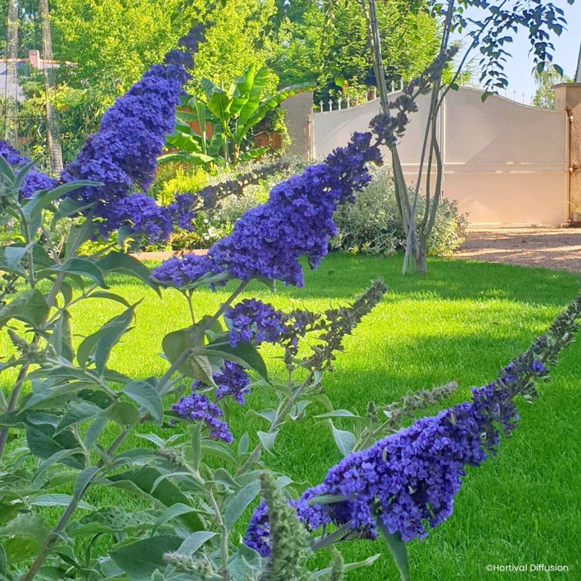 Buddleia davidii Rêve de Papillon Blue - Arbre aux papillons (Floraison)