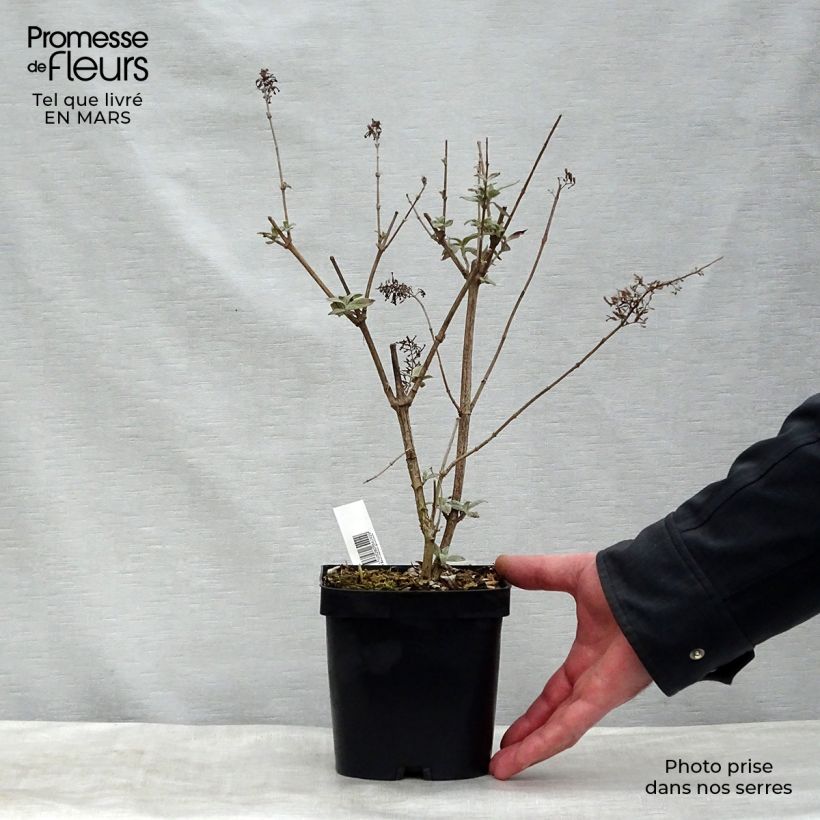 Spécimen de Buddleia davidii Rêve de Papillon Pink - Arbre aux papillons Pot de 2L/3L tel que livré au printemps