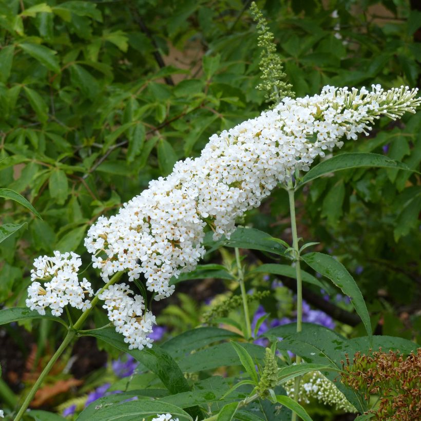 Buddleia davidii Reve de Papillon White - Arbre aux papillons (Flowering)