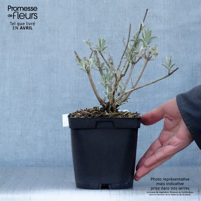 Example of Buddleia davidii Reve de Papillon White - Arbre aux papillons Pot de 2L/3L as you get in printemps